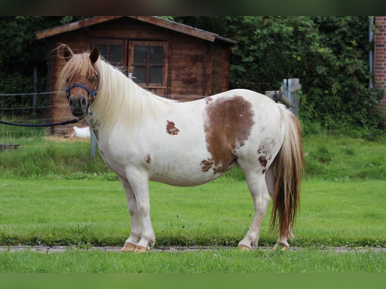 Poneys Shetland Jument 3 Ans 97 cm Pinto in Hamburg Lemsahl-MellingstedtHamburg