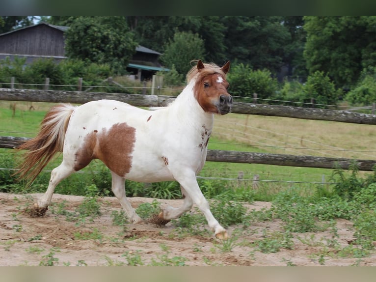Poneys Shetland Jument 3 Ans 97 cm Pinto in Hamburg Lemsahl-MellingstedtHamburg