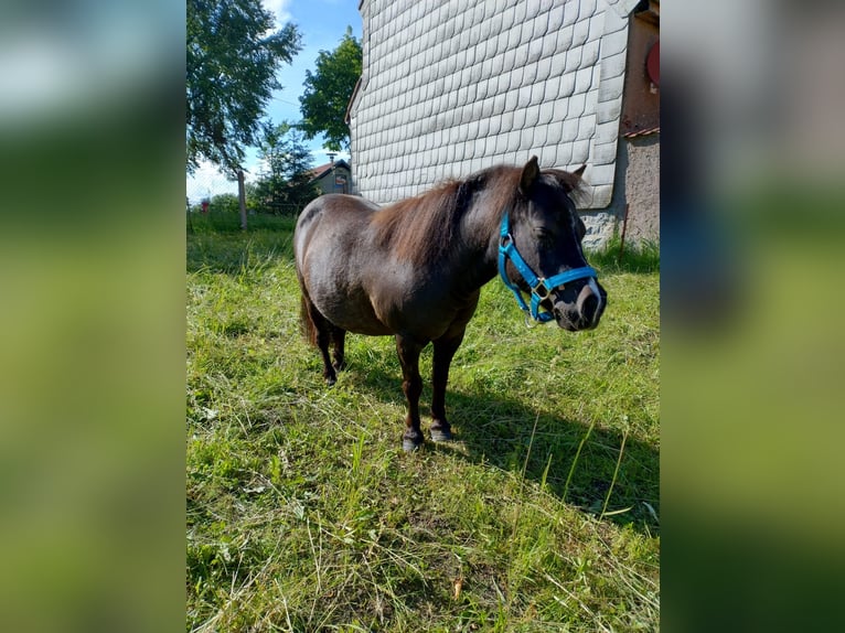 Poneys Shetland Jument 3 Ans Noir in Kaltohmfeld