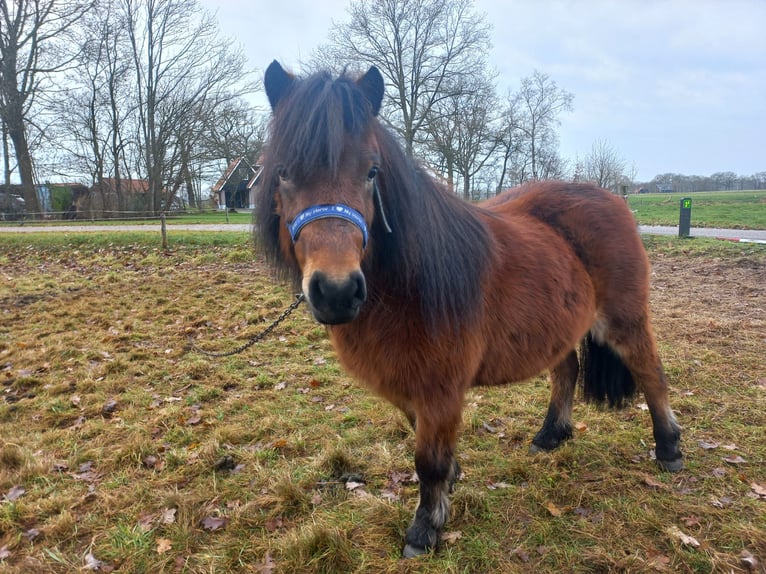 Poneys Shetland Jument 4 Ans 100 cm Bai brun in Brucht