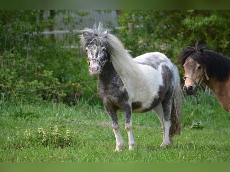 Poneys Shetland Jument 4 Ans 100 cm Léopard in Jade