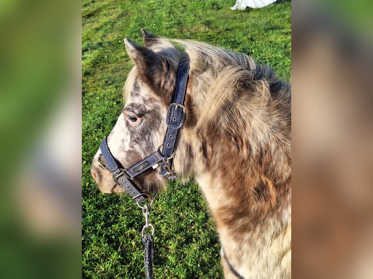 Poneys Shetland Jument 4 Ans 100 cm Pinto in Twist