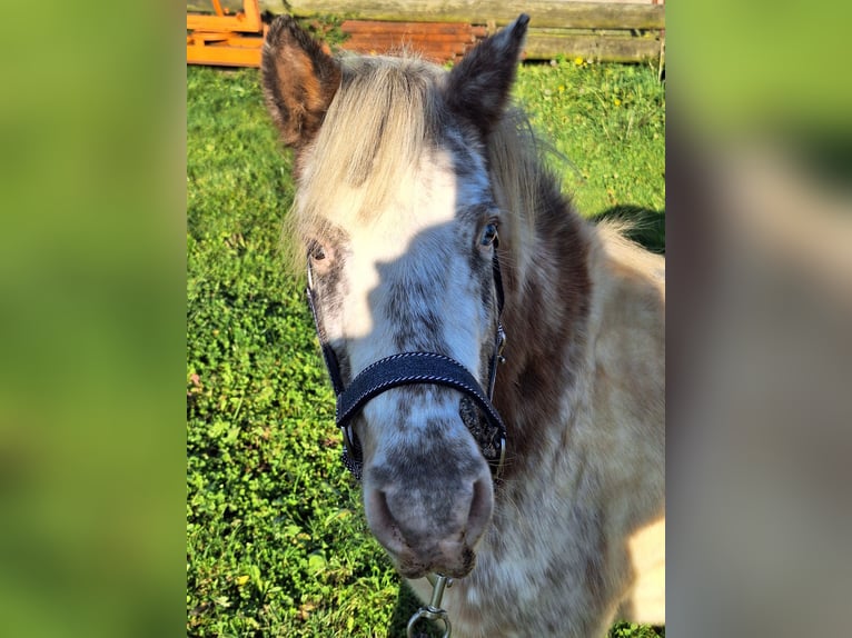 Poneys Shetland Jument 4 Ans 100 cm Pinto in Twist