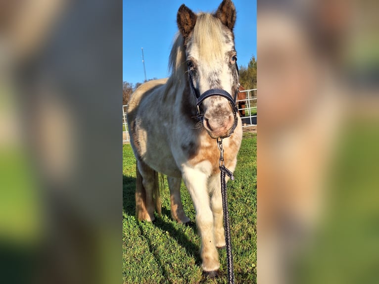 Poneys Shetland Jument 4 Ans 100 cm Pinto in Twist