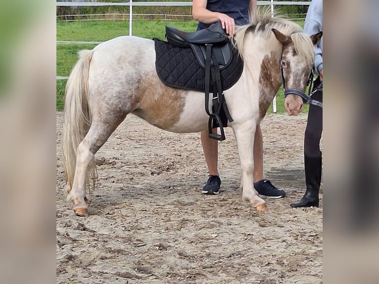 Poneys Shetland Jument 4 Ans 100 cm Pinto in Twist