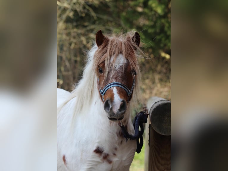 Poneys Shetland Jument 4 Ans 103 cm Pinto in Hamburg Lemsahl-Mellingstedt