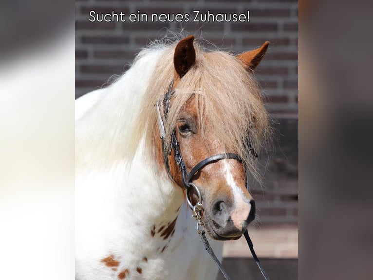 Poneys Shetland Jument 4 Ans 103 cm Pinto in Hamburg Lemsahl-Mellingstedt