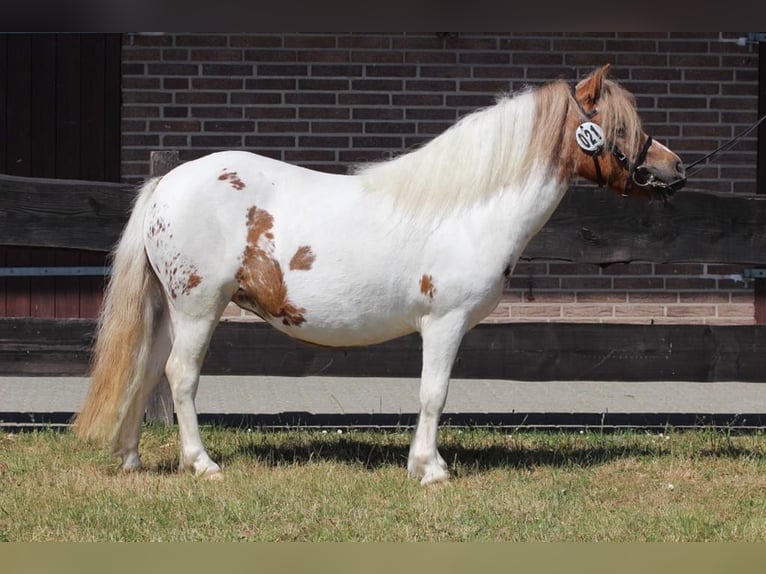 Poneys Shetland Jument 4 Ans 103 cm Pinto in Hamburg Lemsahl-Mellingstedt