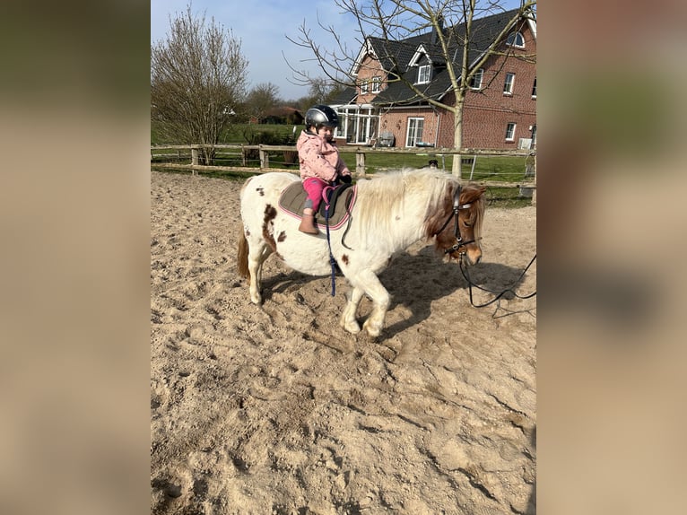 Poneys Shetland Jument 4 Ans 103 cm Pinto in Hamburg Lemsahl-Mellingstedt