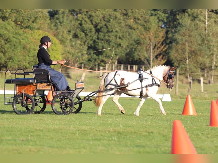 Poneys Shetland Jument 4 Ans 103 cm Pinto in Hamburg Lemsahl-Mellingstedt