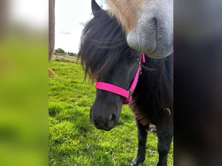 Poneys Shetland Jument 4 Ans 106 cm Noir in Rüthen