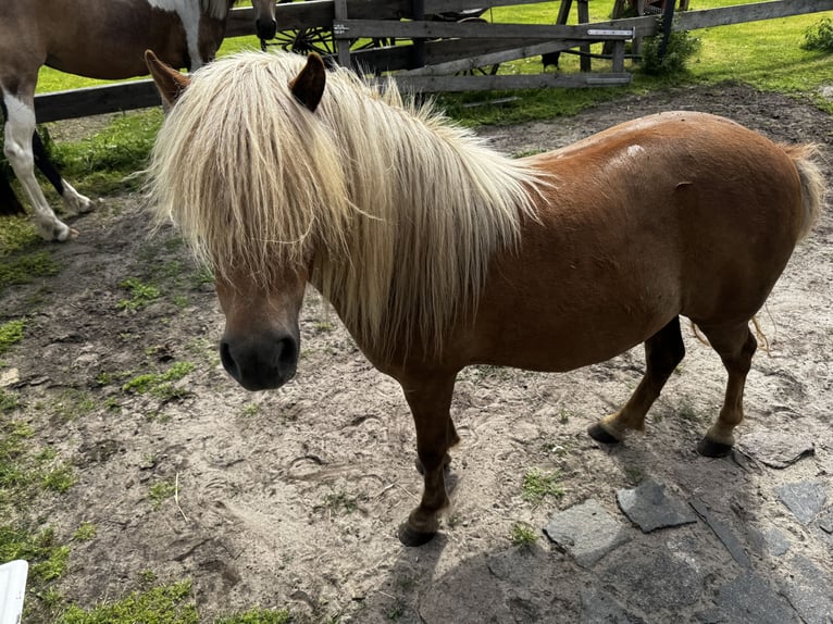 Poneys Shetland Jument 4 Ans 110 cm Alezan in Amt Neuhaus