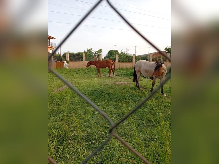 Poneys Shetland Jument 4 Ans 125 cm Rouan Rouge in Selga De Ordas