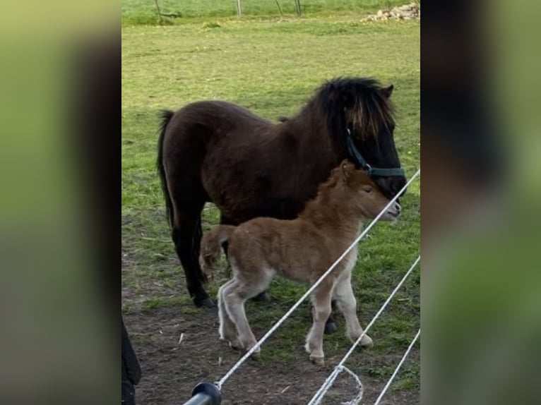 Poneys Shetland Jument 4 Ans 85 cm Alezan in Loker
