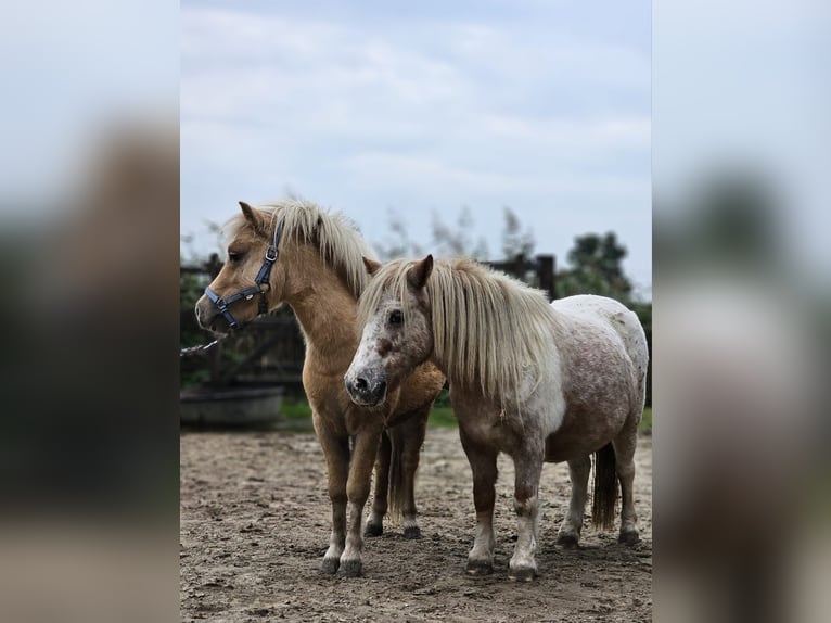 Poneys Shetland Jument 4 Ans 85 cm in Hengelo