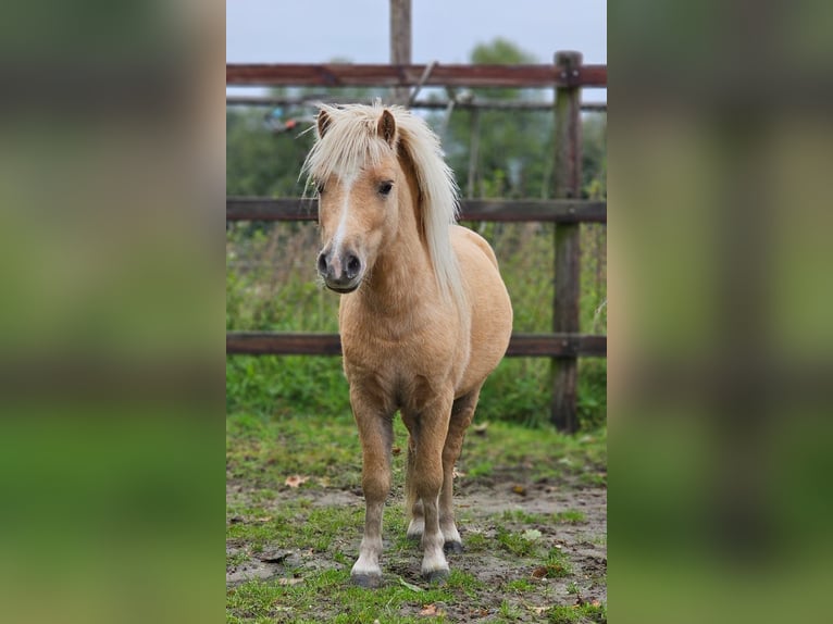 Poneys Shetland Jument 4 Ans 85 cm in Hengelo