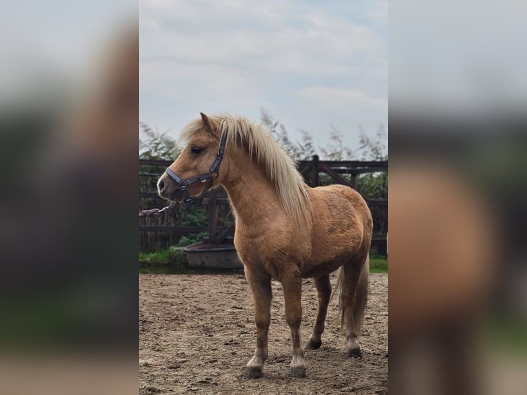 Poneys Shetland Jument 4 Ans 85 cm in Hengelo