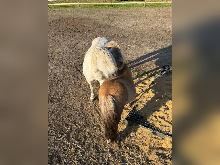 Poneys Shetland Jument 4 Ans 91 cm Alezan in Winsen (Luhe)