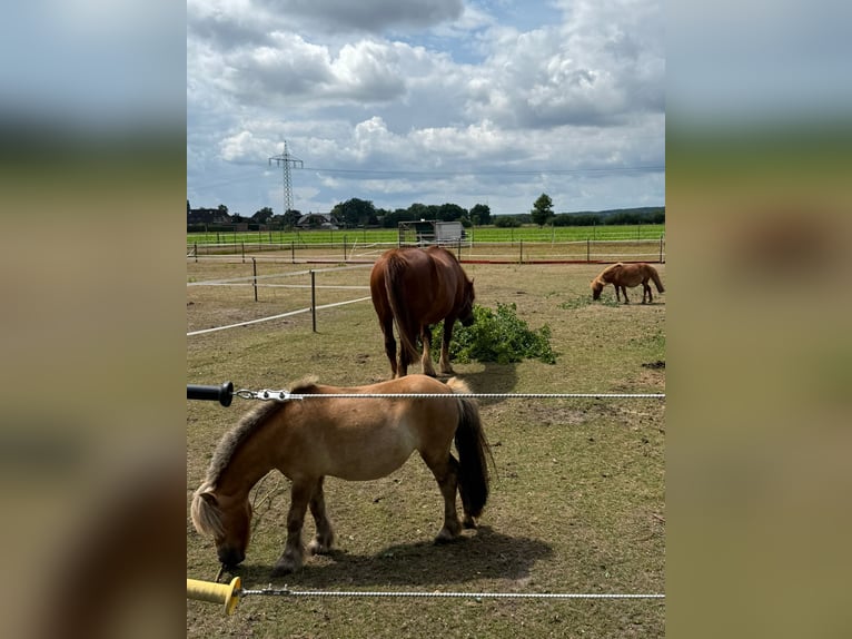 Poneys Shetland Jument 4 Ans 91 cm Alezan in Winsen (Luhe)