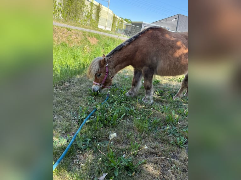 Poneys Shetland Jument 4 Ans 91 cm Alezan in Winsen (Luhe)