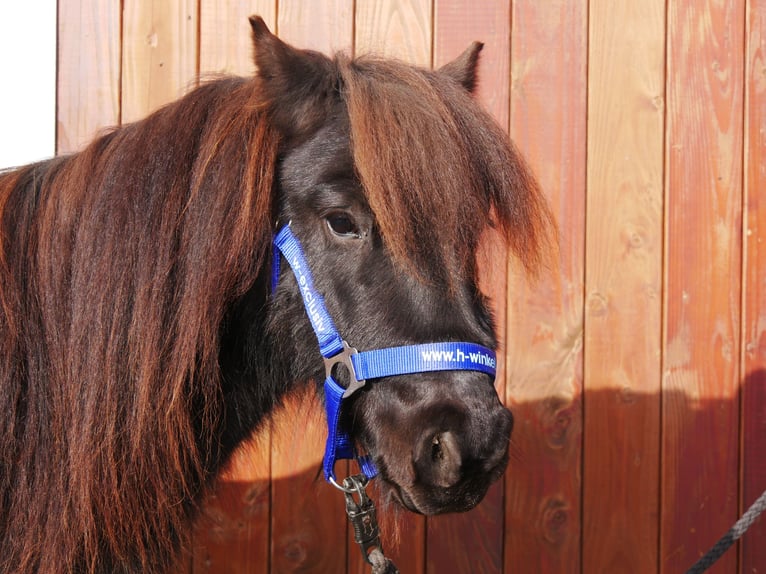 Poneys Shetland Jument 4 Ans 94 cm in Dorsten