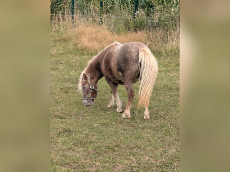 Poneys Shetland Jument 4 Ans 98 cm Aubère in Hamm