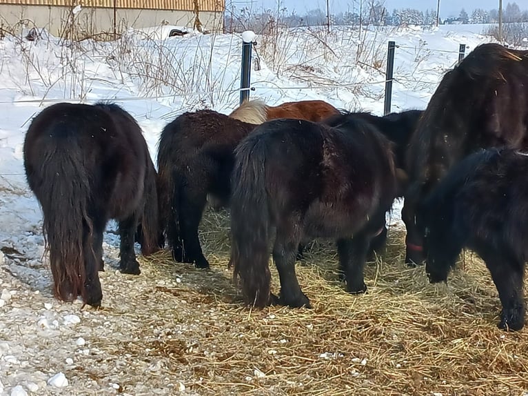 Poneys Shetland Jument 4 Ans 99 cm Noir in Hohnstein