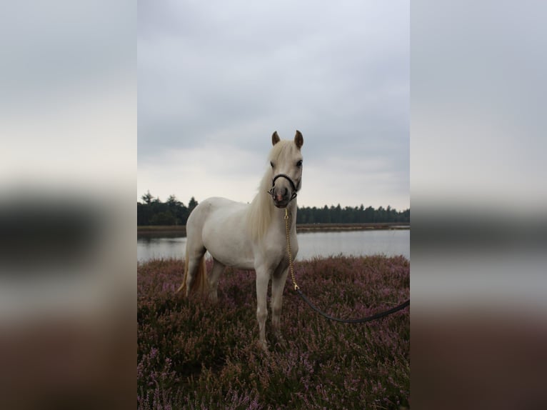 Poneys Shetland Croisé Jument 4 Ans 99 cm Palomino in Ommel