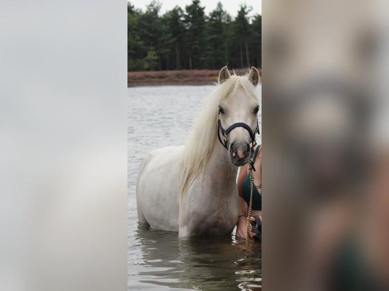 Poneys Shetland Croisé Jument 4 Ans 99 cm Palomino in Ommel