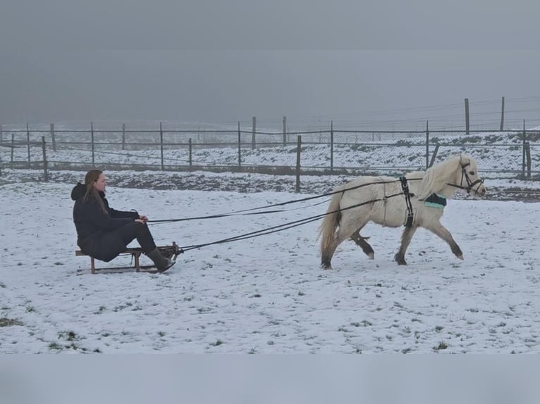 Poneys Shetland Croisé Jument 4 Ans 99 cm Palomino in Ommel