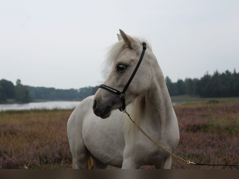 Poneys Shetland Croisé Jument 4 Ans 99 cm Palomino in Ommel