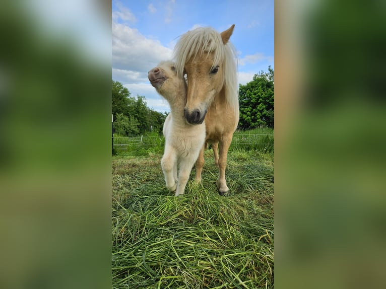 Poneys Shetland Jument 5 Ans 100 cm Champagne in Mügeln