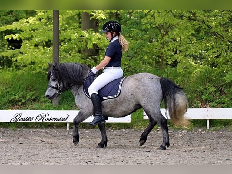 Poneys Shetland Jument 5 Ans 100 cm Gris in Neumünster