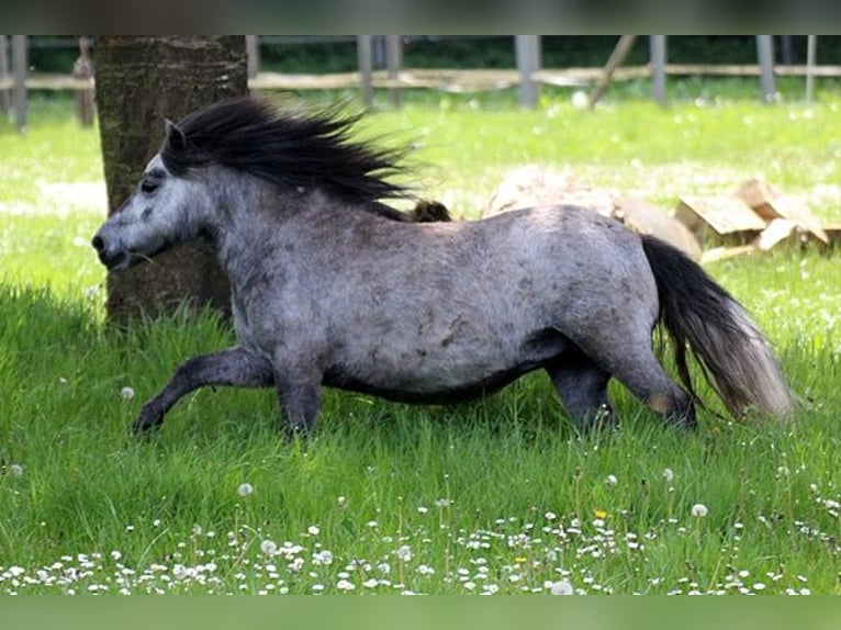 Poneys Shetland Jument 5 Ans 100 cm Gris in Neumünster