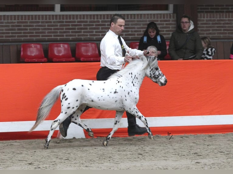 Poneys Shetland Jument 5 Ans 100 cm Léopard in Schieren