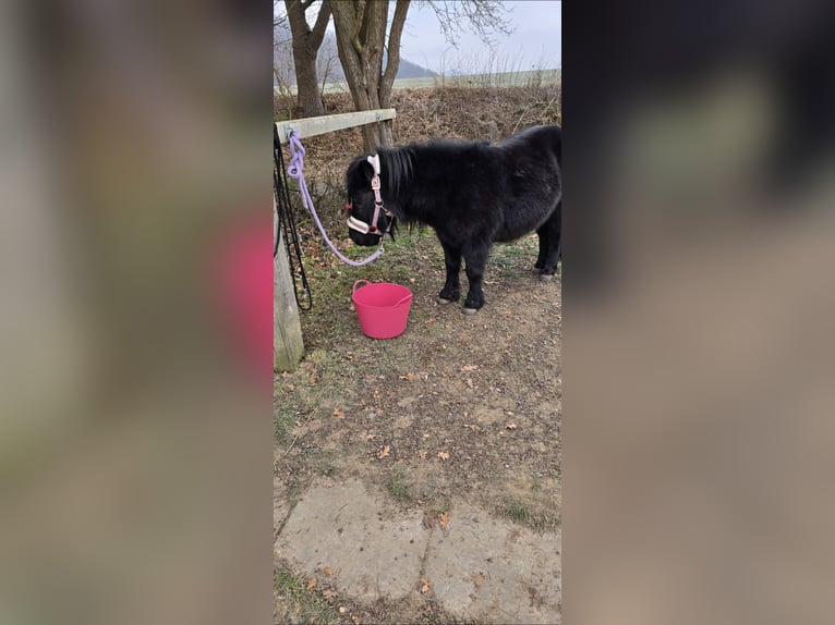 Poneys Shetland Jument 5 Ans 100 cm Noir in Homberg (Efze)