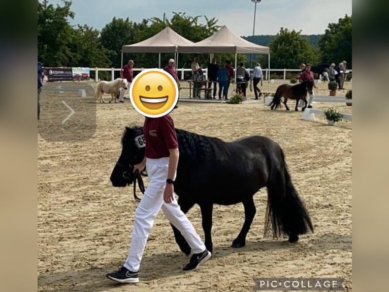 Poneys Shetland Jument 5 Ans 103 cm Noir in Finsterwalde