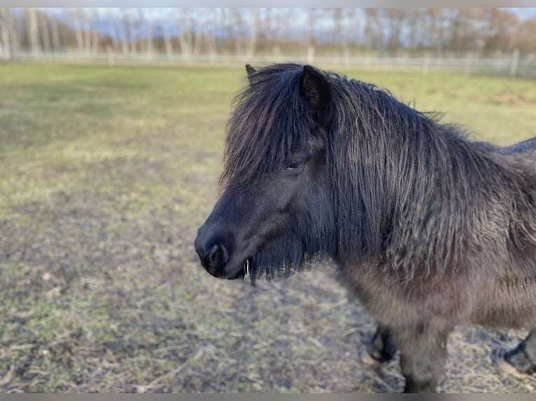 Poneys Shetland Jument 5 Ans 103 cm Noir in Finsterwalde