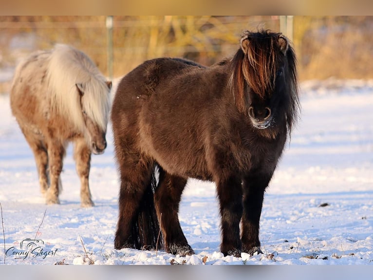 Poneys Shetland Jument 5 Ans 105 cm Isabelle in Gardelegen