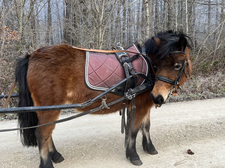 Poneys Shetland Jument 5 Ans 107 cm Bai in Ursensollen