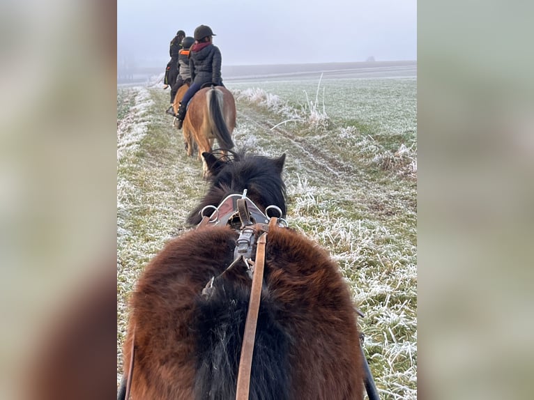 Poneys Shetland Jument 5 Ans 107 cm Bai in Ursensollen