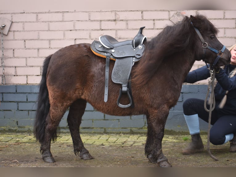 Poneys Shetland Jument 5 Ans 107 cm Noir in Achtmaal