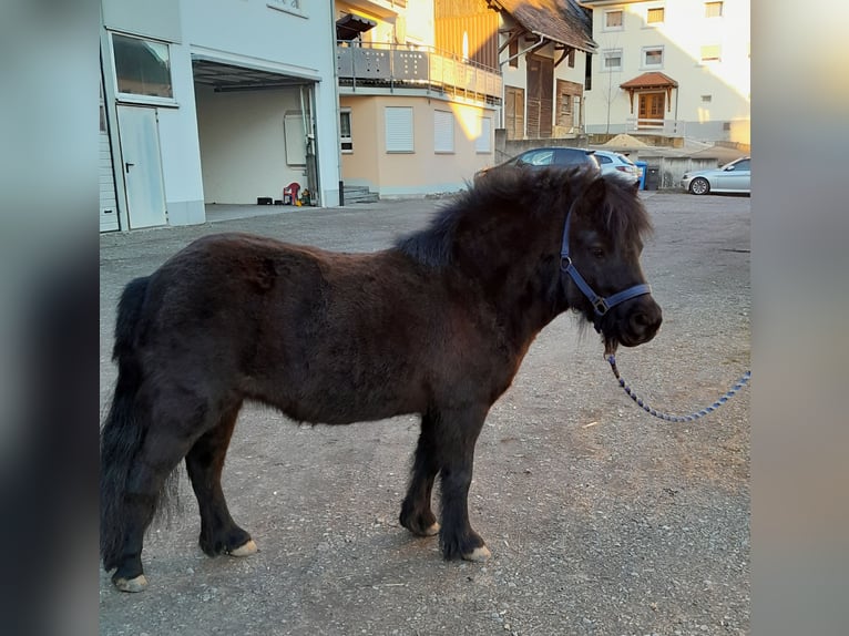 Poneys Shetland Jument 5 Ans 108 cm Bai brun in M&#xFC;hlingen