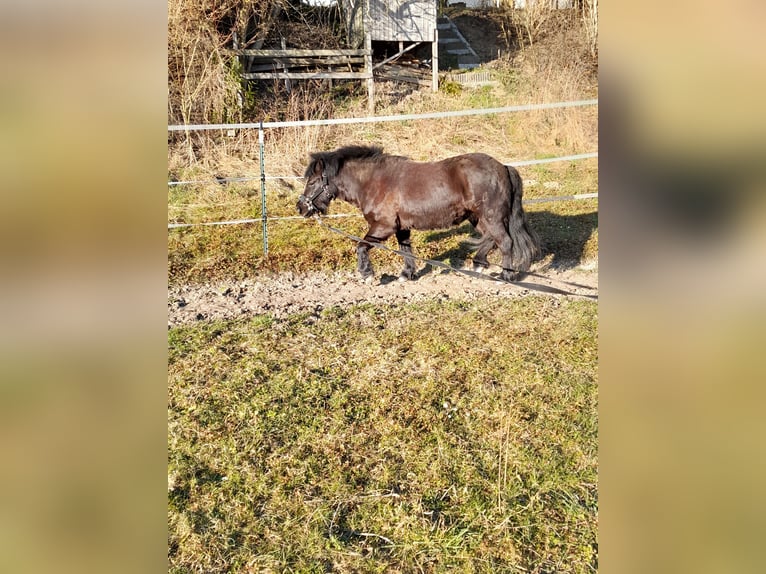 Poneys Shetland Jument 5 Ans 108 cm Bai brun in M&#xFC;hlingen