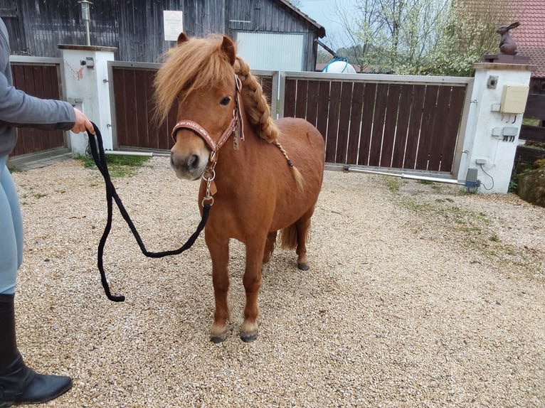 Poneys Shetland Jument 5 Ans 80 cm Alezan in Sulzbach an der Murr