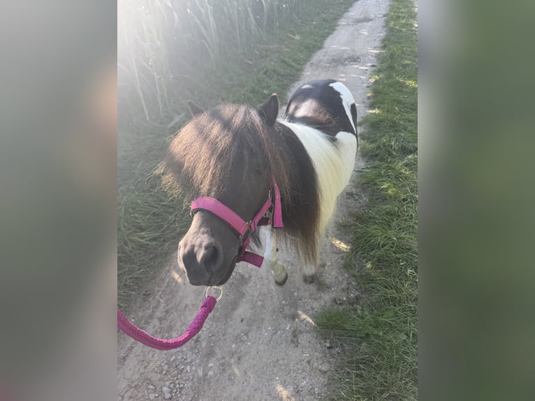 Poneys Shetland Jument 5 Ans 83 cm Pinto in Salzhemmendorf