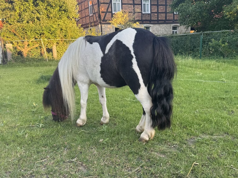 Poneys Shetland Jument 5 Ans 83 cm Pinto in Salzhemmendorf