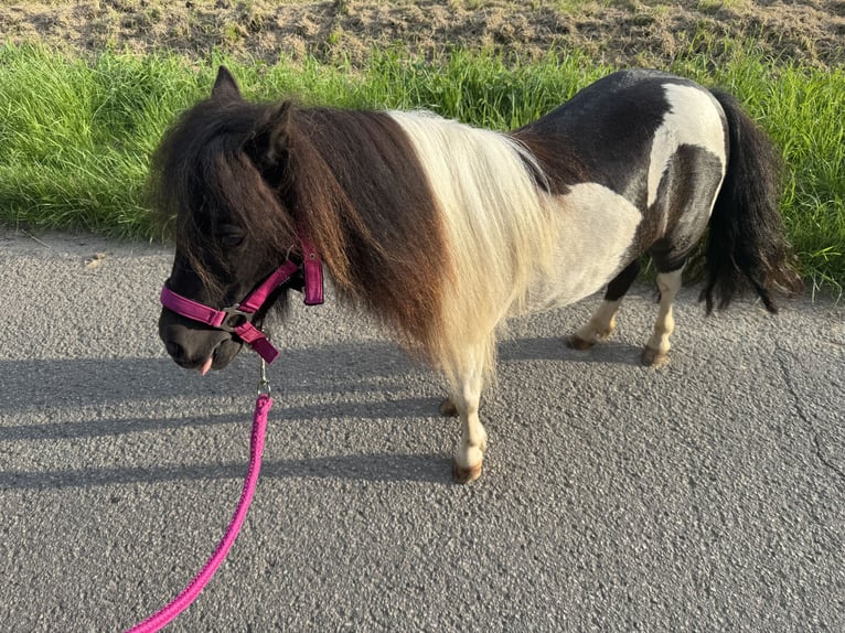 Poneys Shetland Jument 5 Ans 83 cm Pinto in Salzhemmendorf