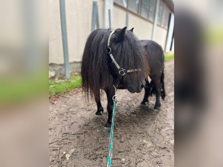 Poneys Shetland Jument 5 Ans 85 cm Noir in Eggelsberg