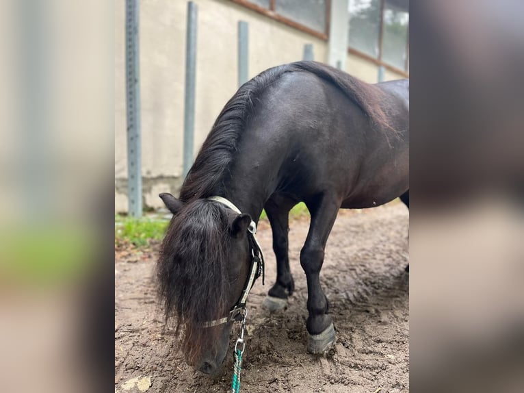 Poneys Shetland Jument 5 Ans 85 cm Noir in Eggelsberg